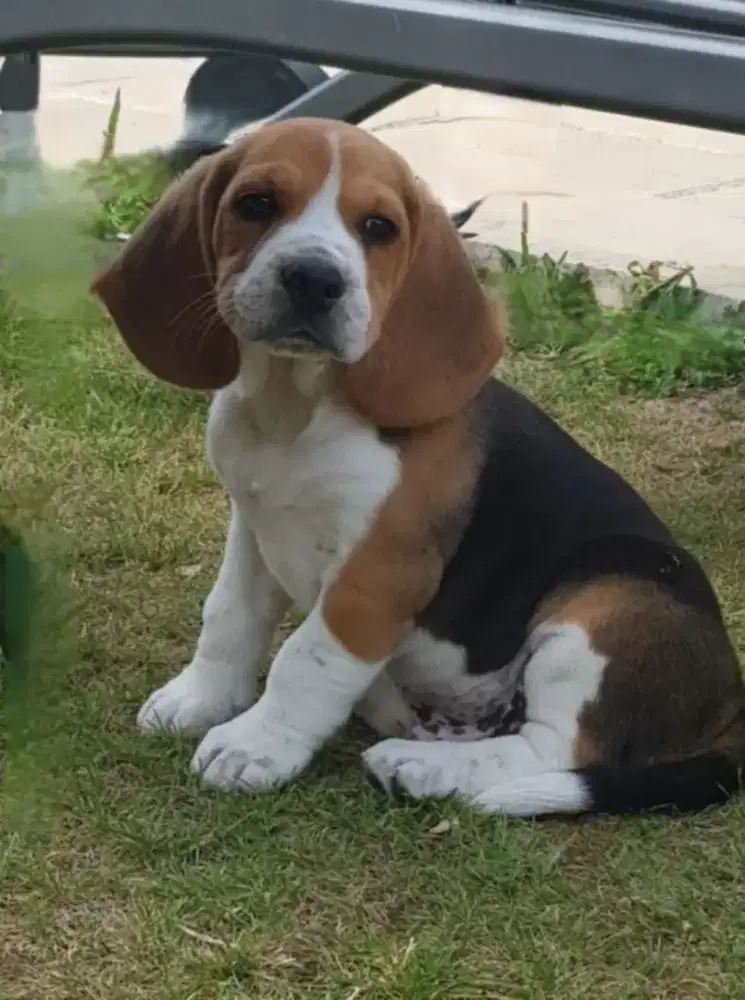 DIJUAL ANAK ANJING BEAGLE