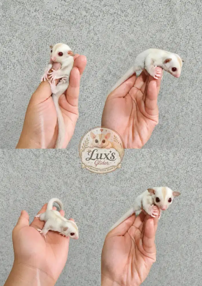 Sugar Glider Creamino