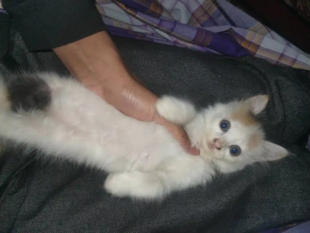 kucing' Angora hasil kawinan