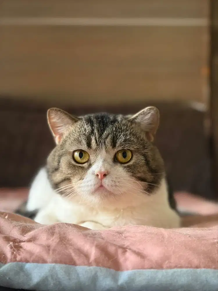 Kucing Scottish Straight PURE Scottish Jago Kawin
