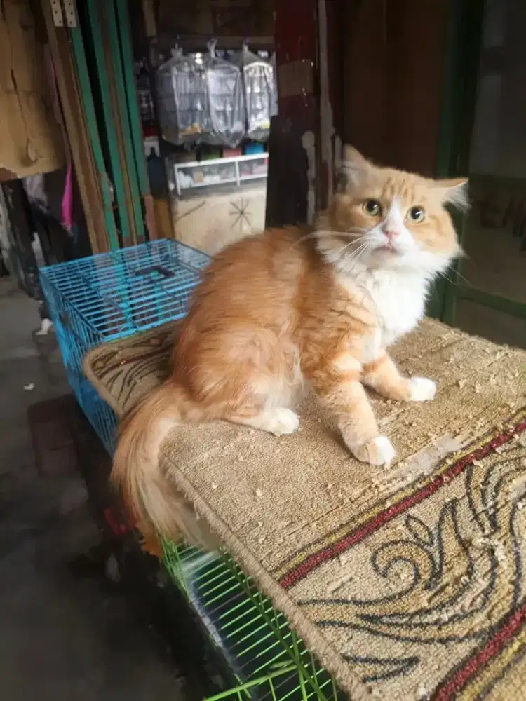 Persia jantan 8 bulan