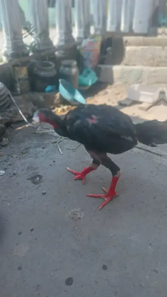 Anakan ayam birma