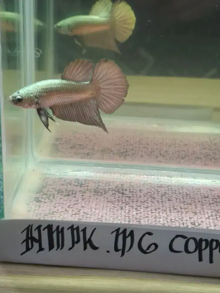 Cupang Hmpk Mg copper