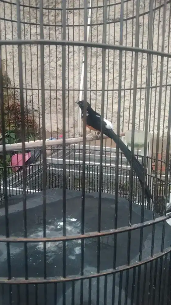Burung murai batu ekor panjang