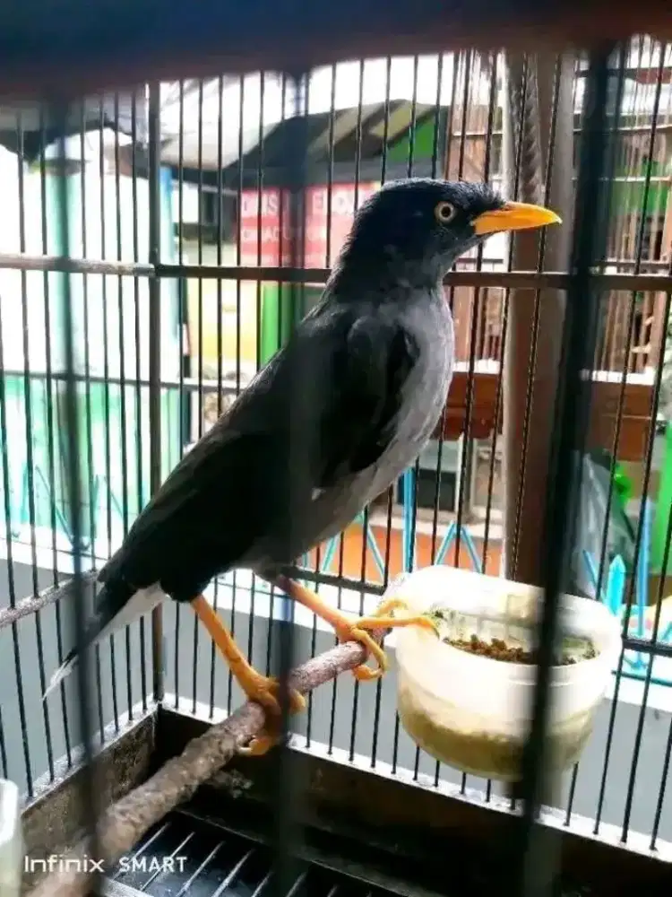 Jual burung jalak omas sama kurung