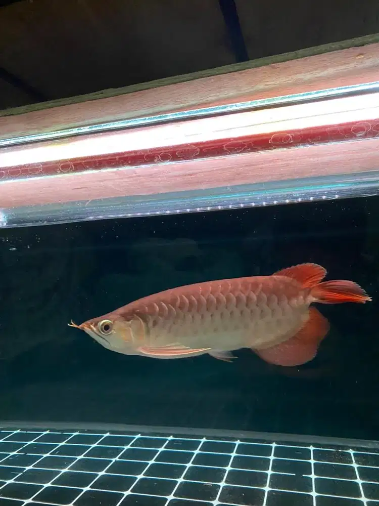 Arwana SuperRed 34cm