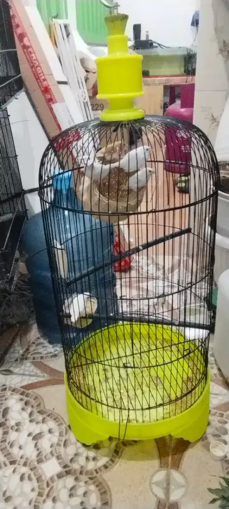 Burung emje borong 5ek
