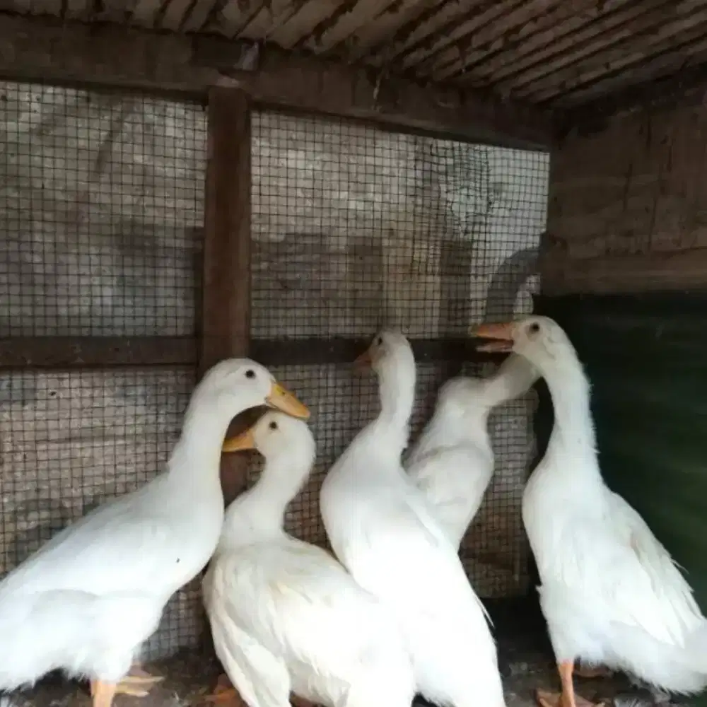 Bebek petelur sehat gemuk satuan bisa