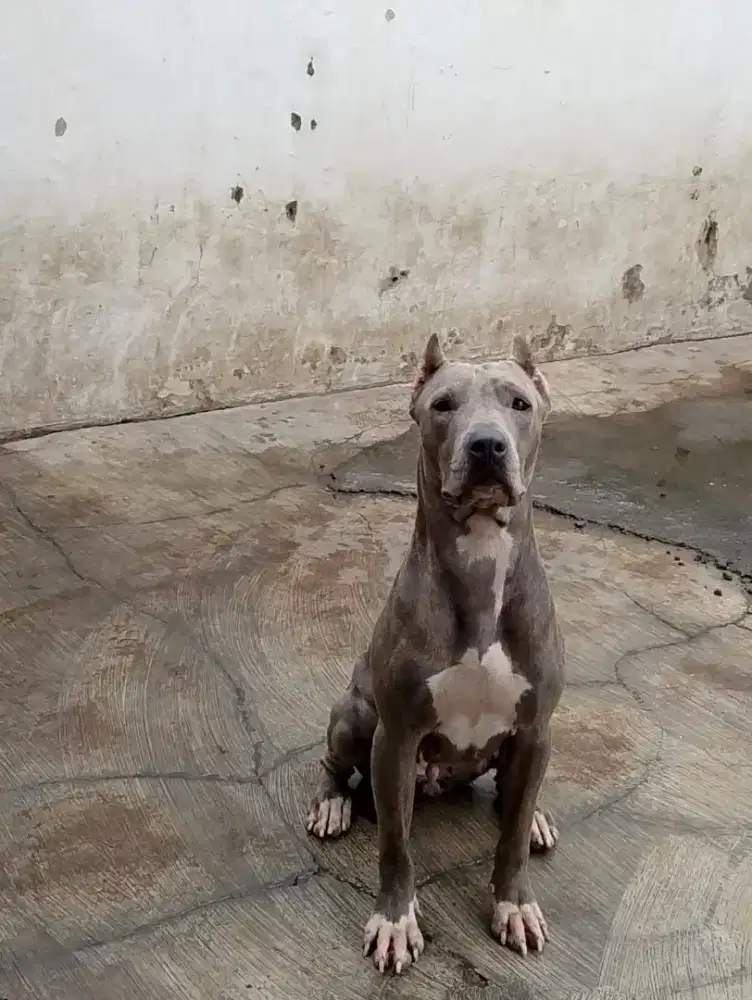 Anjing Ras Pitbull bluenose