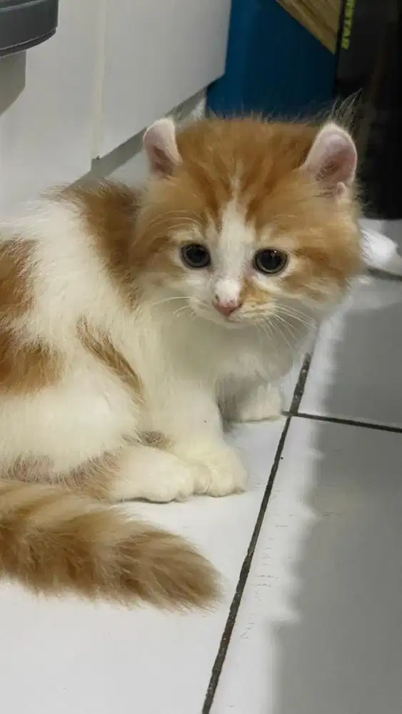 Munchkin kingkalo kitten