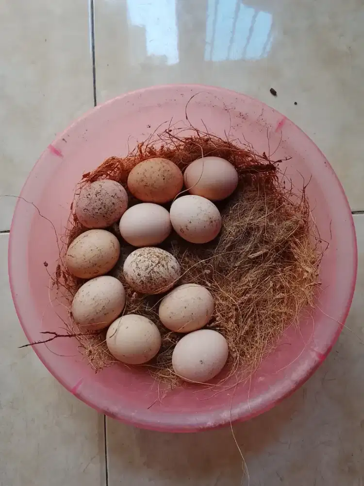 Telur ayam fresh