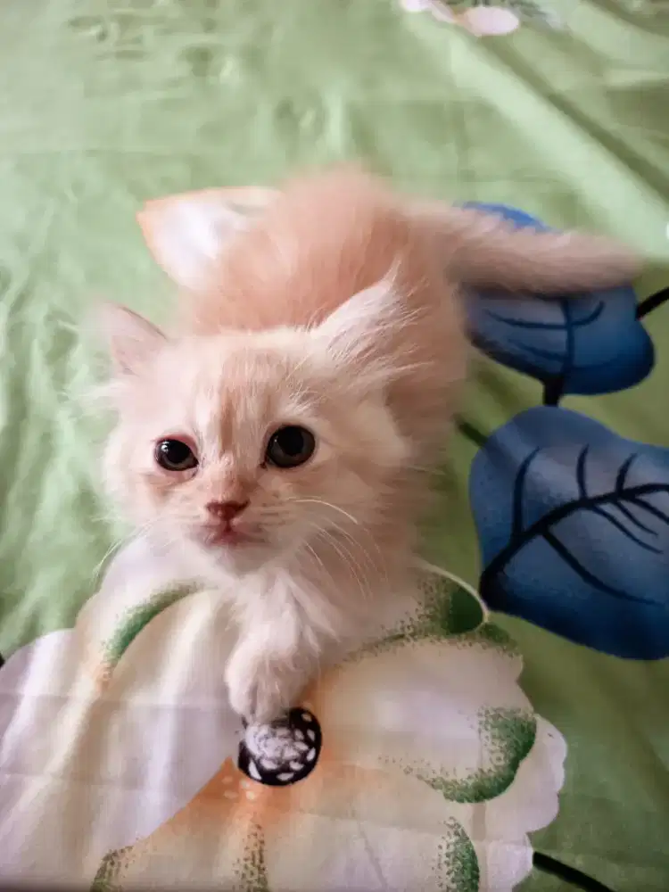 Open adopt kitten