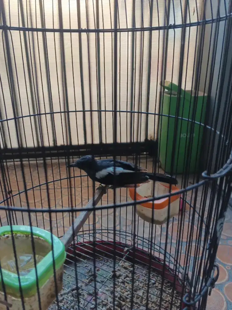 Burung kacer betina