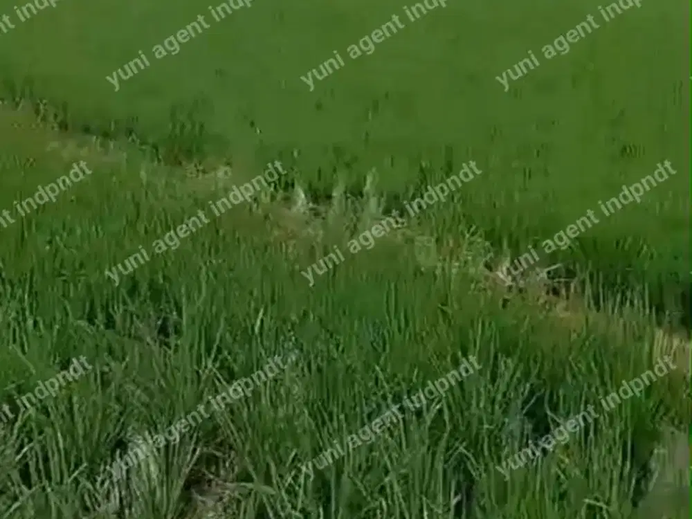 Tanah Sawah Produktif lt 1,4 H Bumin Cikarang Bekasi