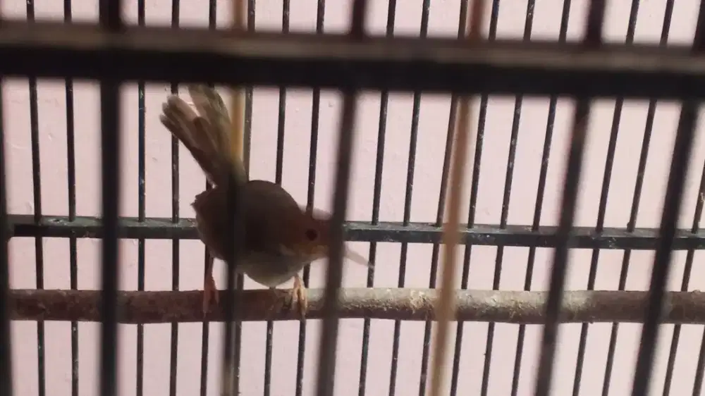 Jual burung penjak atas Pur total harga masih bisa nego