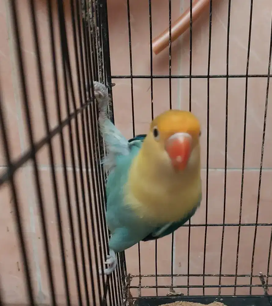 Lovebird biola pb dewasa jantan