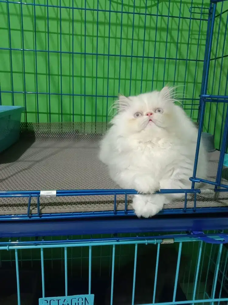 Kitten peaknose