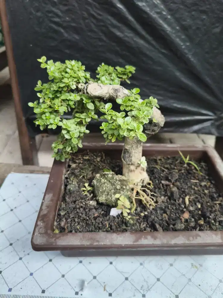 Bonsai bagus dan murah