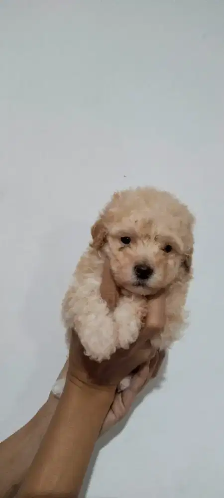 Toy poodle apricote