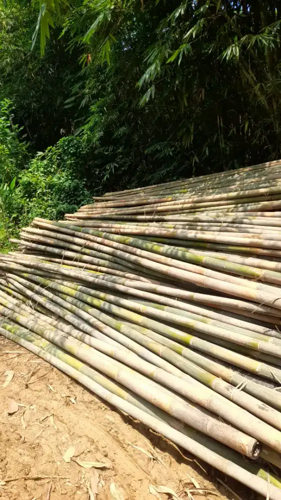 Jual bambu Tali steger