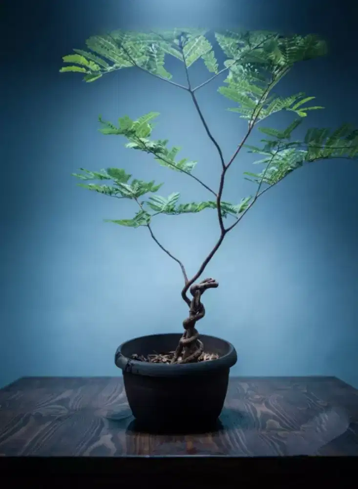 Bonsai asam Thailand plintiran extrim