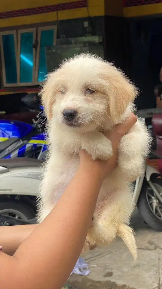 Golden mix ras bulu panjang