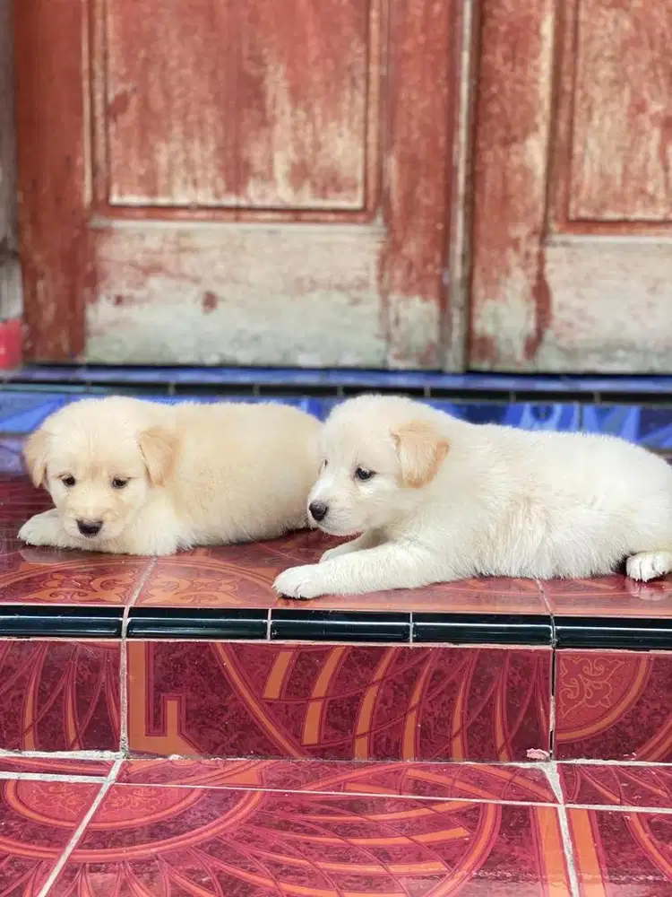 Golden x golden mix