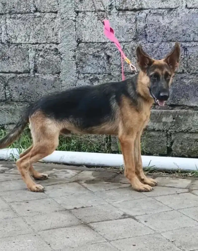German sheperd 5 bln jantan