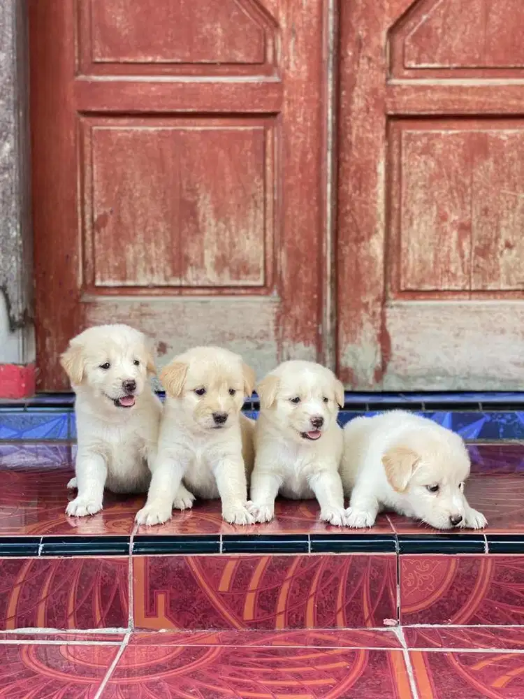Golden x golden mix