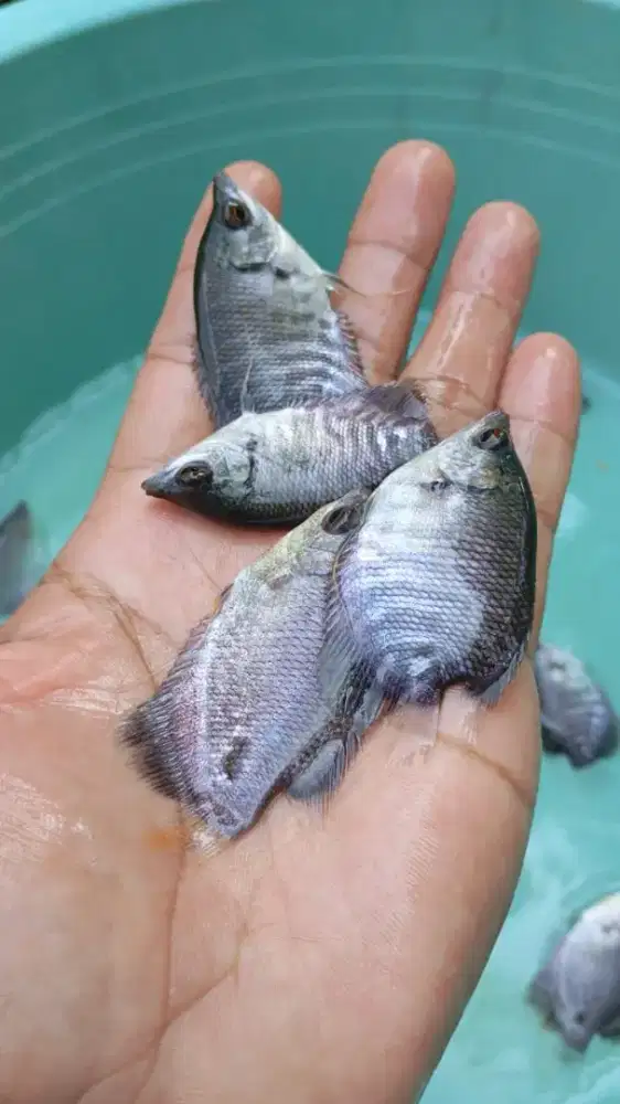 Bibit ikan gerame