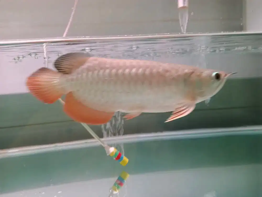 Golden red crossback