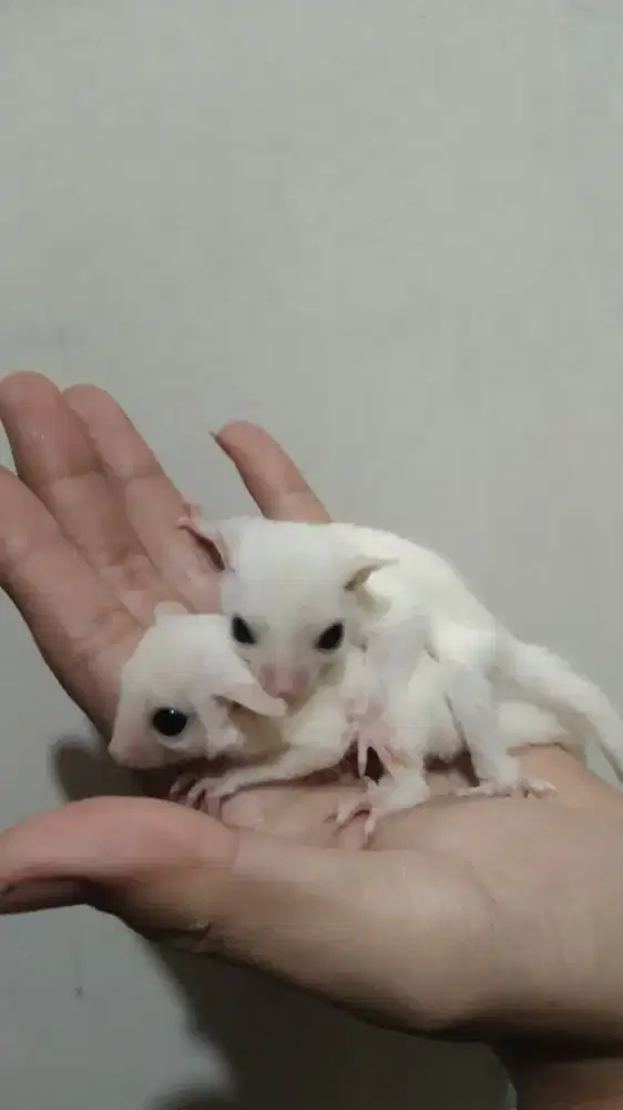 Joey sugar glider Leucistic