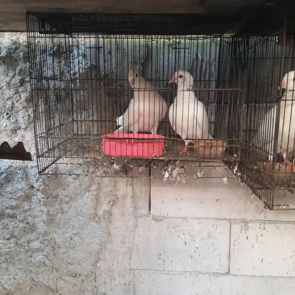 Merpati nuansa putih dan cantik, unik