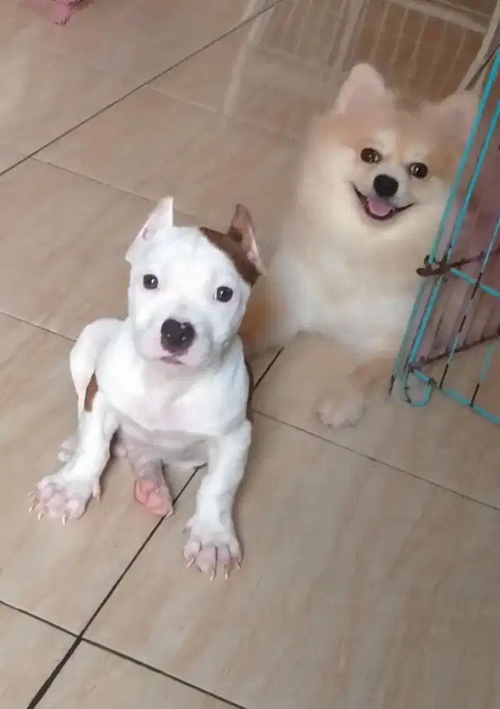 Anjing American Bully