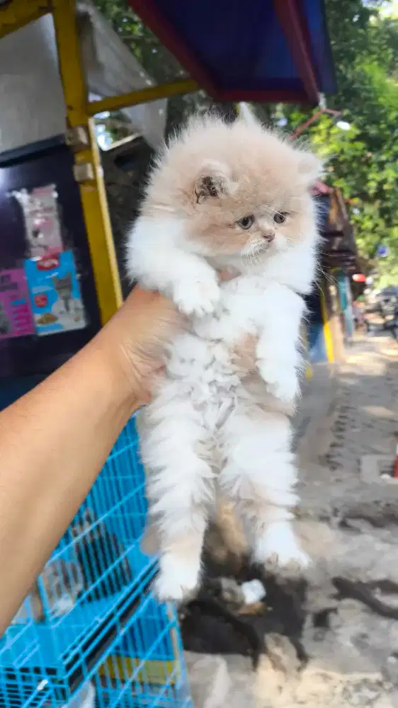 Kucing persia kitten