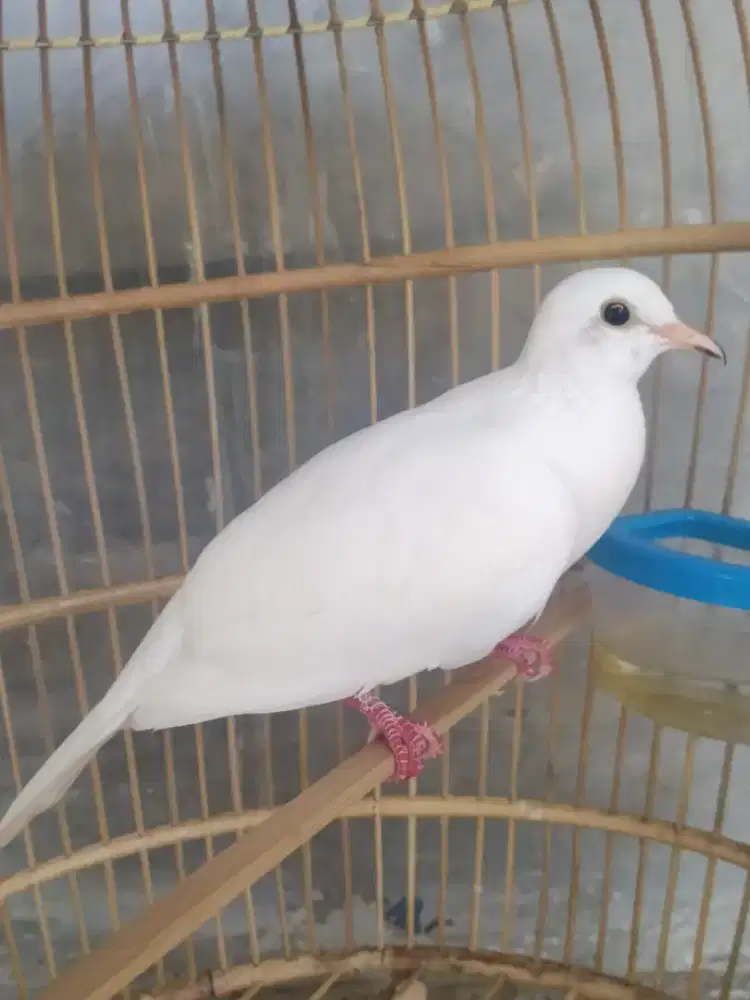 puter pelung putih gacor bagus