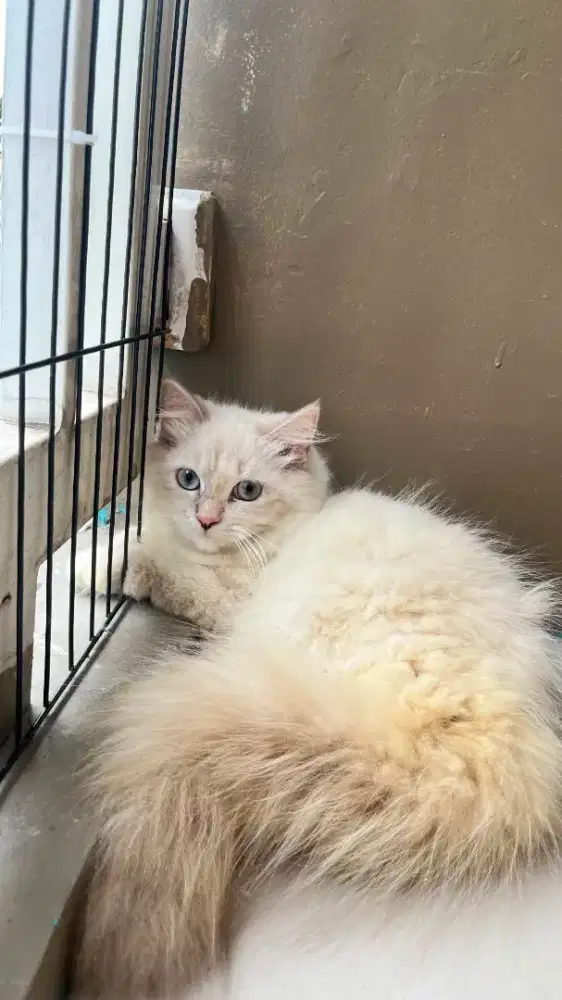 Kucing kitten persia himalaya
