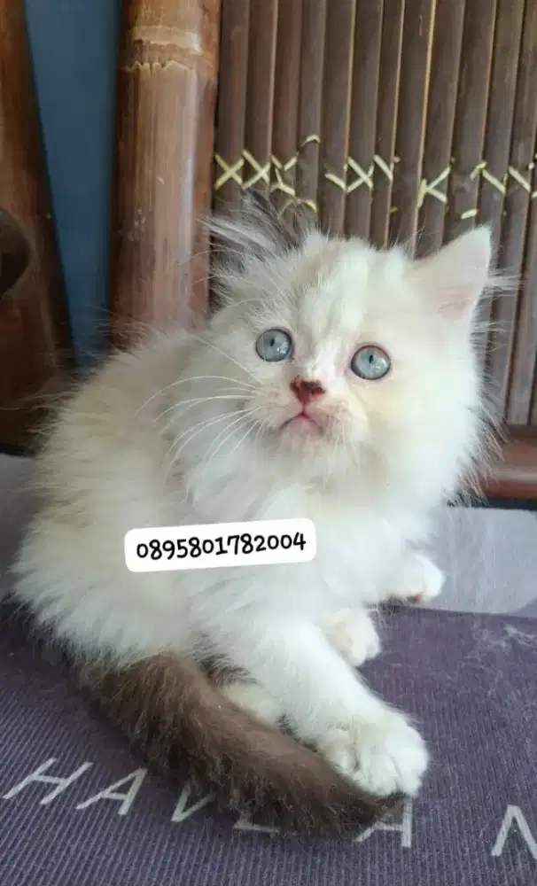 Anak kucing ragdol/kitten ragdol jantan /kucing ragdol jantan