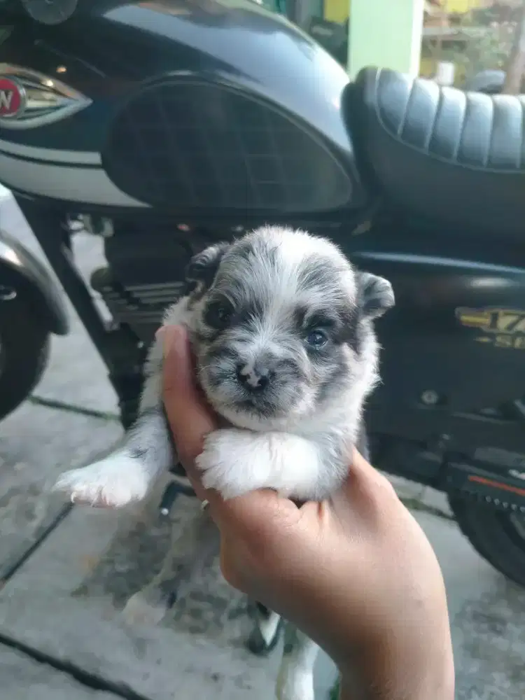 Anjing Mini pom Merle
