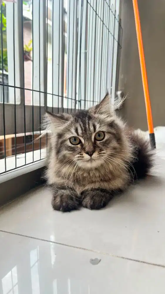 Kucing kitten persia