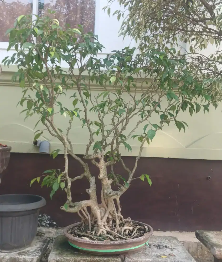 Bonsai Beringin