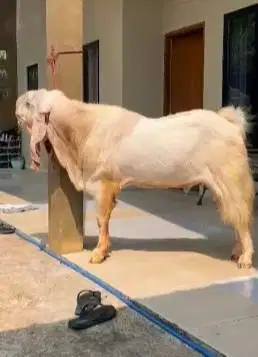 kambing jantan monster TB 100-105cm kurleb 100kilo etawa senduro 2 thn
