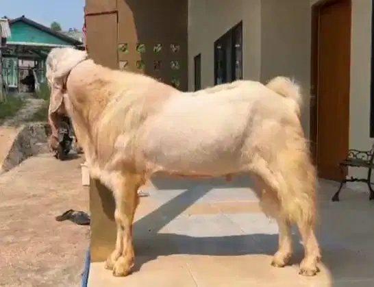 kambing jantan monster TB 100-105cm kurleb 100kilo etawa senduro 2 thn