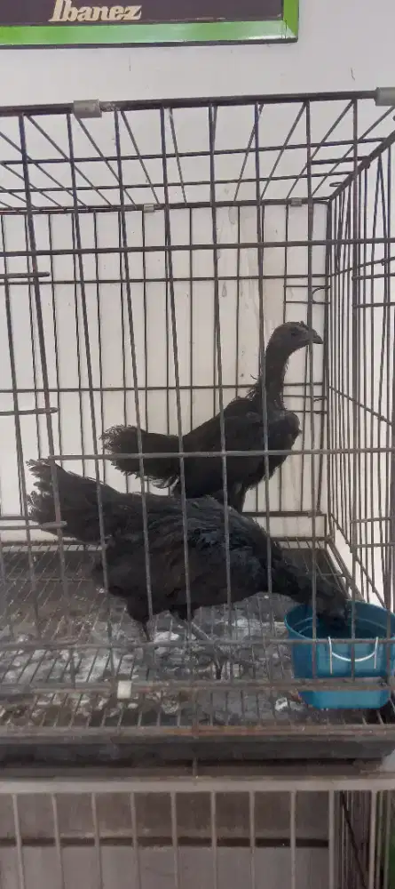 Ayam cemani sepasang
