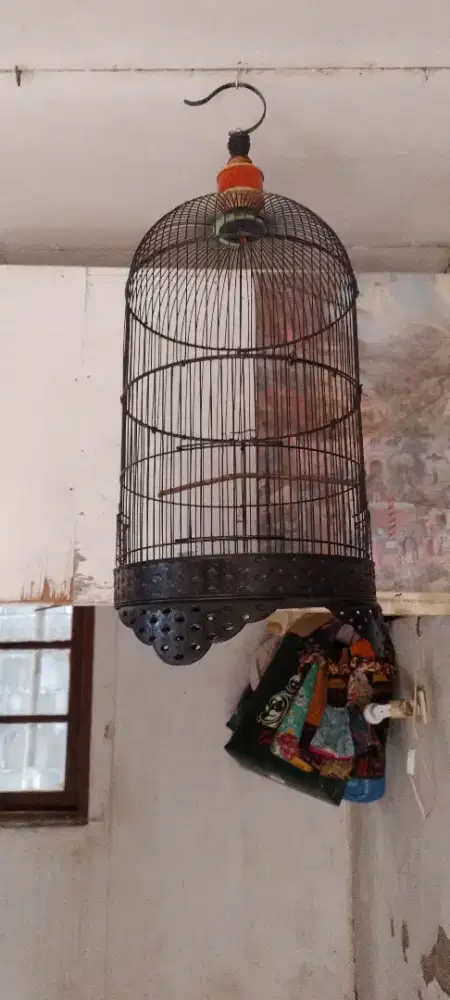 Juang sangkar lovebird bagus