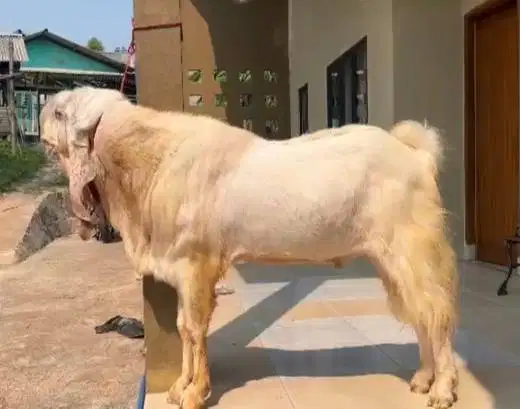kambing bandot etawa monster senduro TB 105cm kurleb 100kilo jumbo top