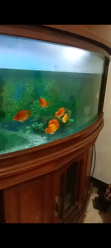Ikan perot borangan