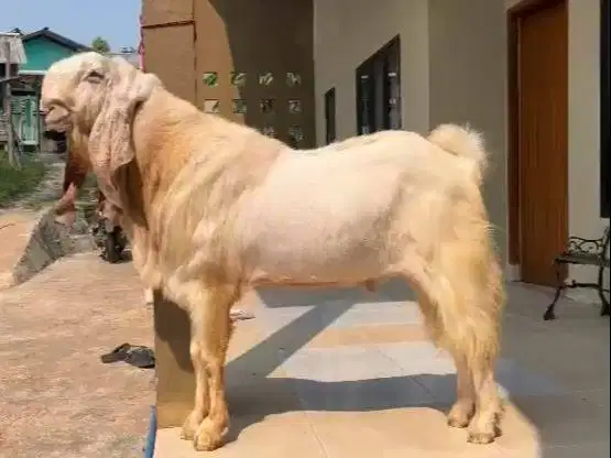 kambing etawa senduro jumbo TB 105cm kurleb 100kilo monster bandot top