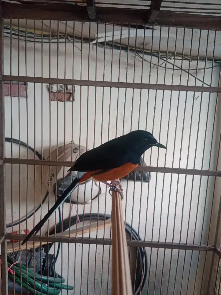Murai baru mh kaki hitam jantan mapan
