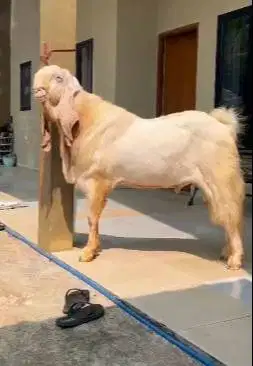 kambing bandot etawa senduro jumbo TB 105cm pejantan tangguh jumbo top